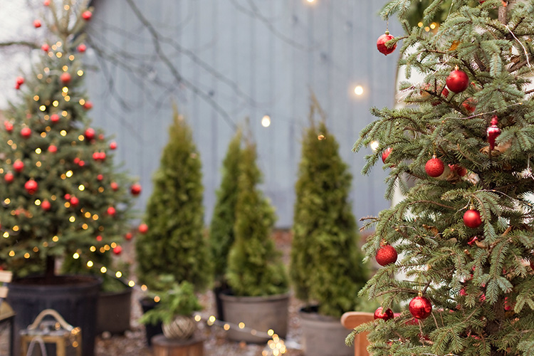 ¿Cómo cuidar tu abeto de Navidad natural?