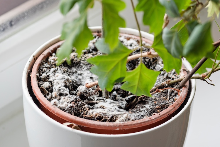 Cómo eliminar el moho de la tierra de las plantas