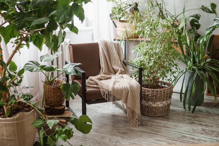 Las mejores plantas para el salón