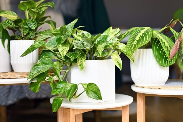 Plantas que absorben la humedad y que deberías tener en casa en invierno