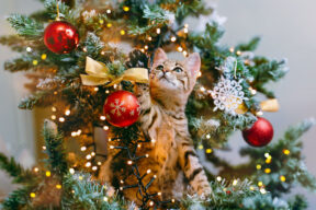 Protege el árbol de Navidad de tus gatos