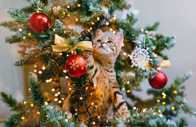 Protege el árbol de Navidad de tus gatos