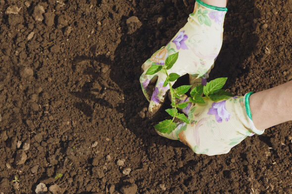 Qué plantar en noviembre en el huerto, en macetas y en el jardín