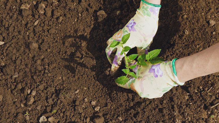 Qué plantar en noviembre en el huerto, en macetas y en el jardín