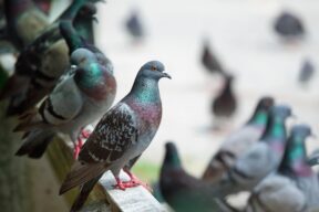 Se puede utilizar la naftalina para ahuyentar a las palomas