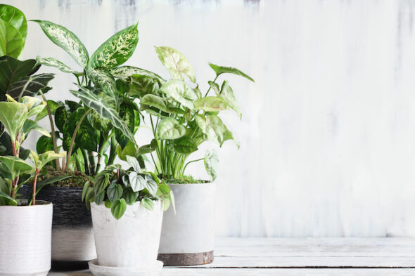 5 plantas de buena suerte para regalar