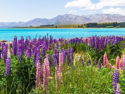 Como cuidar de los lupines o lupinus polyphyllus 1 edited