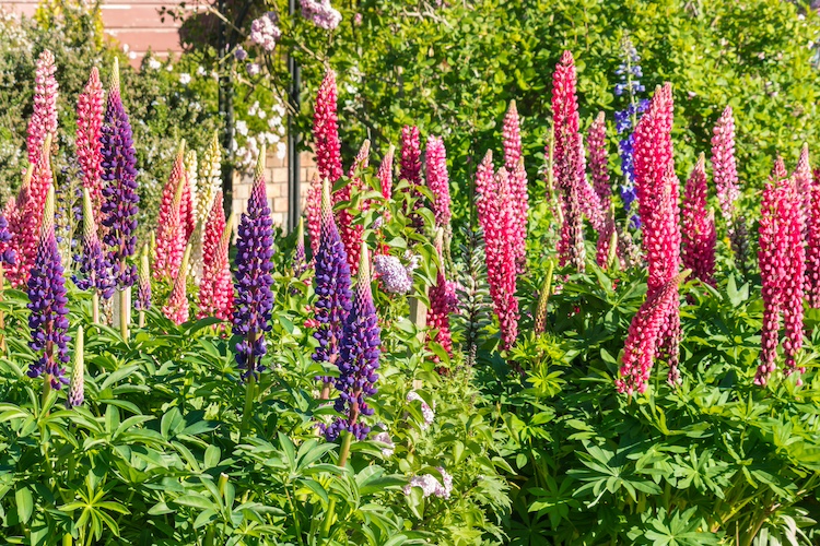 Cómo cuidar de los lupines o lupinus polyphyllus