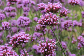 Cómo cultivar y cuidar la verbena bonariensis