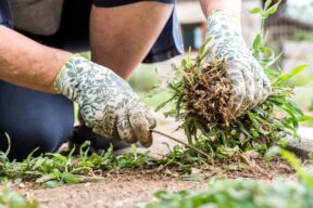 Cómo secar las plantas de forma natural: 5 remedios DIY