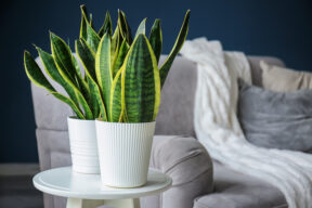 Dónde colocar la lengua de suegra (o sansevieria) según el Feng Shui