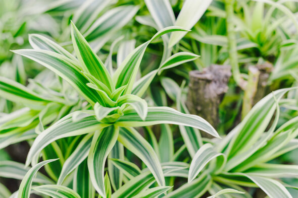 Dracaena: cuidados y beneficios para tu hogar