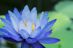 Flores azules: especies, belleza y significado