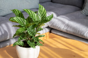 Planta Calathea: cuidados y variedades