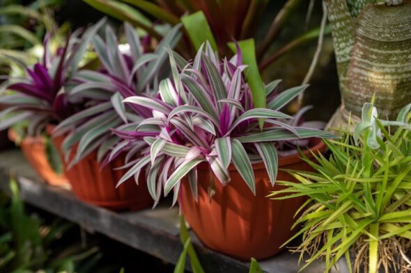 Plantas que nunca mueren para los que no tienen mano para cuidarlas