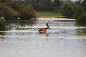 Biodiversidad en el Parque Nacional de Doñana