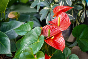 Cómo cuidar la planta del Anthurium