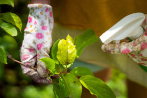 Proteger las plantas del pulgón en interior