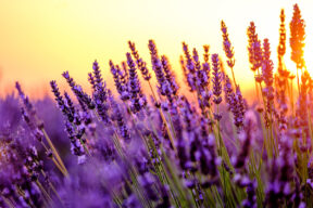 La planta de la lavanda, usos y cuidados