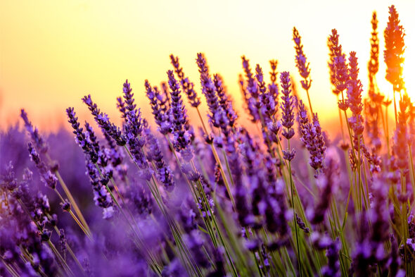 La planta de la lavanda, usos y cuidados