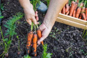 Qué sembrar en primavera en el huerto y en macetas